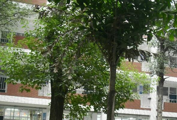 绵阳市第六中学