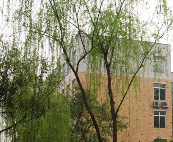 四川省华蓥市溪口中学
